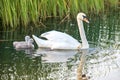 Swans on the lake. Familiy of swans