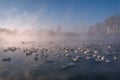 Swans lake fog sky azure winter frost Royalty Free Stock Photo