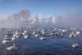 Swans lake fog winter frost hoarfrost Royalty Free Stock Photo