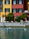 swans on Lake Garda Royalty Free Stock Photo