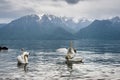 Swans on Lake Geneva in Lausanne, Switzerland Royalty Free Stock Photo