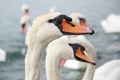 Swans in the Lake of geneve switzerland