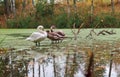 Gray swans on the pond in autumn, swans on the lake Royalty Free Stock Photo