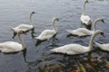 Swans on the lake Royalty Free Stock Photo