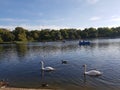 The Swans in the Lake at Hyde Park in London Royalty Free Stock Photo