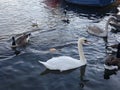 The Swans in the Lake at Hyde Park in London Royalty Free Stock Photo