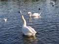 The Swans in the Lake at Hyde Park in London Royalty Free Stock Photo