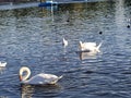 The Swans in the Lake at Hyde Park in London Royalty Free Stock Photo