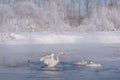 Swans lake ice snow winter frost