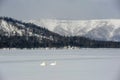 Swans in lake kussharo