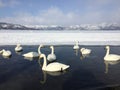 Swans in lake kussharo