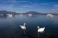 Swans in Lake Maggiore