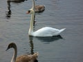 Swans on the lake in midday
