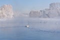 Swans lake mist azure wintering Royalty Free Stock Photo