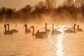 Swans lake mist winter sunset Royalty Free Stock Photo