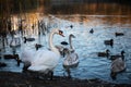 Swans on the lake in nature at beautiful sunset Royalty Free Stock Photo