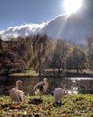 Swans by lake in park