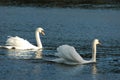 Two white swans on the lake in the park seen in Poland Royalty Free Stock Photo