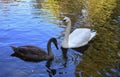 Swans lake on the pond Royalty Free Stock Photo