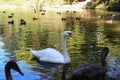 Swans lake on the pond Royalty Free Stock Photo