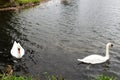 Swans on a lake