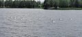 Swans, lake, river, birds