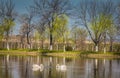 Swans on the lake Royalty Free Stock Photo