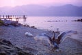 Swans on a lake at sunset Royalty Free Stock Photo