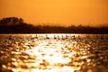 Swans on the lake at sunset in Danube Delta , Romania wildlife bird watching Royalty Free Stock Photo