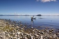Swans On Lake Taupo Royalty Free Stock Photo