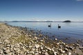 Swans On Lake Taupo Royalty Free Stock Photo