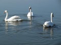 Swans .