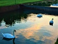 Swans, lake, nature and fairytale Royalty Free Stock Photo