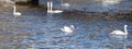 Swans in lake