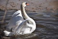 Swans- largest extant members of the waterfowl family Anatidae, and are among the largest flying birds. Royalty Free Stock Photo