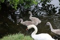 Swans Liffey River in Dublin