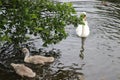 Swans Liffey River in Dublin