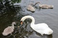 Swans Liffey River in Dublin Royalty Free Stock Photo