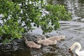 Swans Liffey River in Dublin