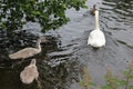 Swans Liffey River in Dublin