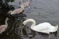 Swans Liffey River in Dublin