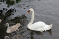 Swans Liffey River in Dublin