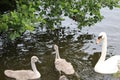 Swans Liffey River in Dublin