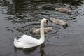 Swans Liffey River in Dublin