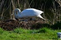 Mute Swan Turning Her Eggs During Incubation