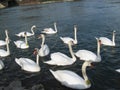 Swans Royalty Free Stock Photo