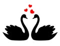 Swans in love