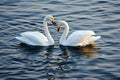 Swans in Love