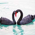 The loving black swans in the lake Royalty Free Stock Photo