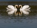 Swans in love